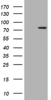 RASGRP3 Antibody