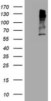 MAGEA3 antibody