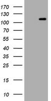 Hemogen Antibody