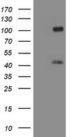 MAGEA9 antibody