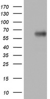 CD43 (SPN) antibody