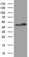 SERBP1 antibody