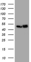 SERBP1 Antibody