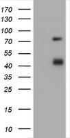 CD2 antibody