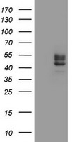 CHST6 antibody