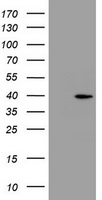 PRR11 antibody