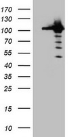 Cullin 4B (CUL4B) antibody