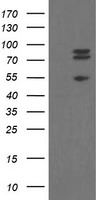 TLE 1 (TLE1) antibody