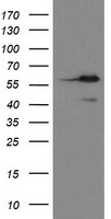 Methionine Aminopeptidase 2 Antibody
