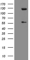 USP54 antibody