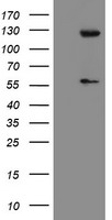 USP54 Antibody