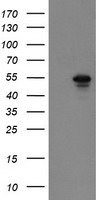 SCYL1BP1 (GORAB) antibody