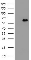 SUHW1 (ZNF280A) antibody