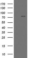 Myoneurin Antibody