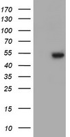 ZNF365 antibody