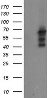 SENP2 antibody