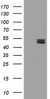 Ubiquinol Cytochrome C Reductase Core Protein I Antibody