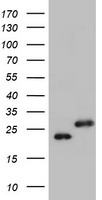 UBE2E3 antibody