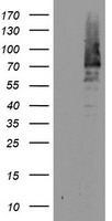 cIAP2 Antibody