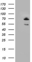 cIAP2 (BIRC3) antibody