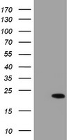 XTP4 (MIEN1) antibody