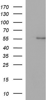 ANKMY2 antibody