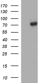 C12orf26 (METTL25) antibody