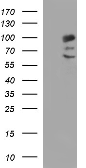 ALIX (PDCD6IP) antibody