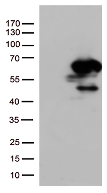 SMAD1 antibody