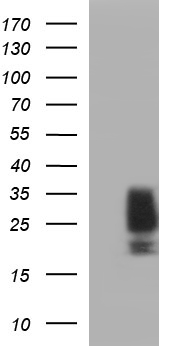 SCF (KITLG) antibody