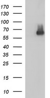SCARB1 antibody
