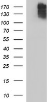 Collagen XV (COL15A1) antibody