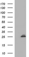 COX4NB (EMC8) antibody