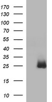 HPRT (HPRT1) antibody