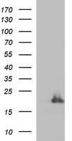 HRASLS3 (PLA2G16) antibody