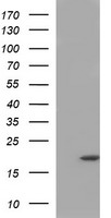 HRASLS3 (PLA2G16) antibody