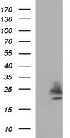 Claudin 6 (CLDN6) antibody