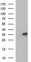 POLR3GL antibody