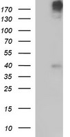 Phospholipase A2 (PLB1) antibody