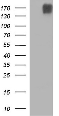 Phospholipase A2 (PLB1) antibody