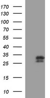 Placental lactogen (CSH1) antibody