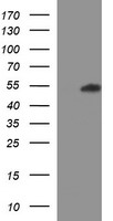 RPIP8 (RUNDC3A) antibody