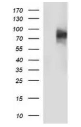 CD44 antibody