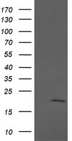 Apc11 (ANAPC11) antibody