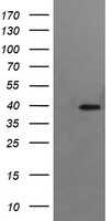RFC4 antibody