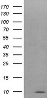 Cytochrome C Oxidase subunit VIc (COX6C) antibody