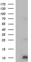 Cytochrome C Oxidase subunit VIc (COX6C) antibody
