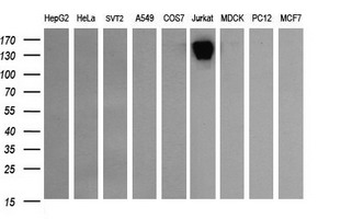 CD45 (PTPRC) antibody