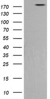 PIK3C2B Antibody