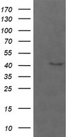 Parvin alpha (PARVA) antibody